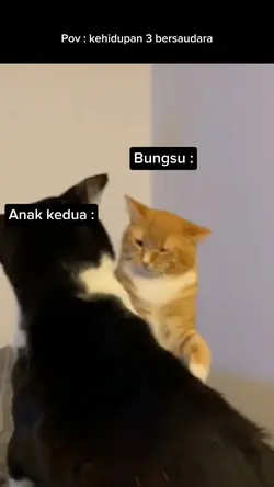 3 sodara
