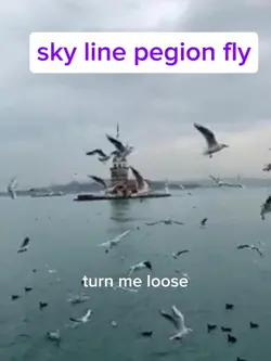 skyline pegion fly
