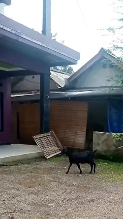 Mentahan Kambing
