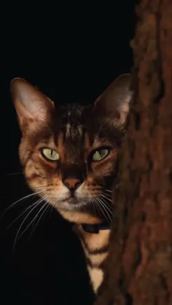 tiger cinematic