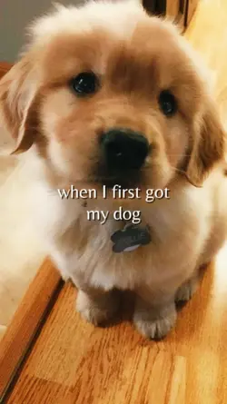 my pet template