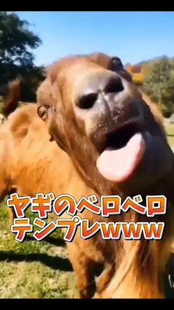 ヤギのベロベロテンプレwww