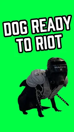 DOG READY TO RIOT