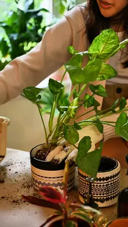 plants