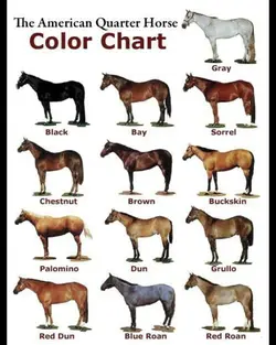 horse chart ❤️