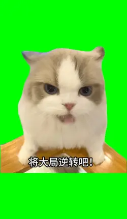 chinese cat meme