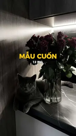 MẪU CUỐN