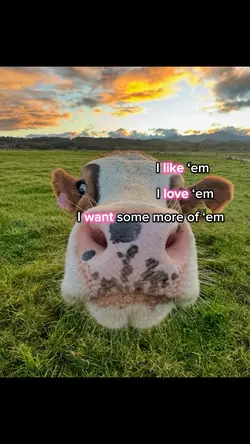 I LOVE COWS