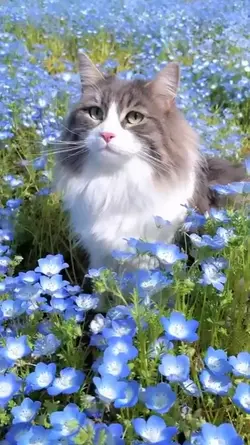 spring animals