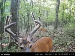 Trailcam slides 