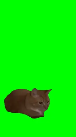 CAT MEME DANCE