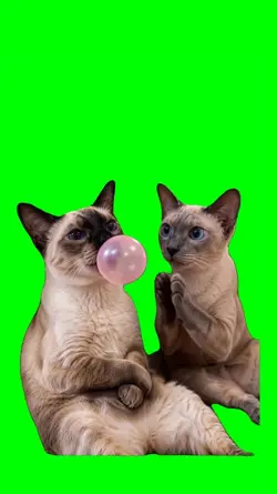 CAT BLOWING BALLOON