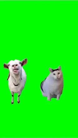 Goat talking to cat