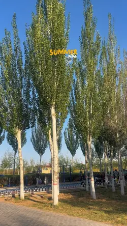 Summer