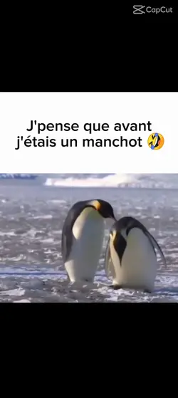 Un manchot 