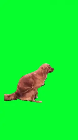 funny dog hump