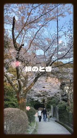 桜を誰よりも先取り！