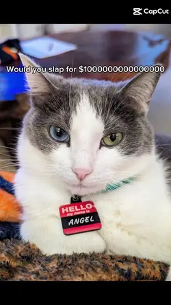My Fat Cat Get Slap!