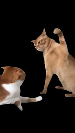 맞는 고양이 Slapped Cat