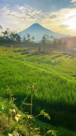 suasana persawahan