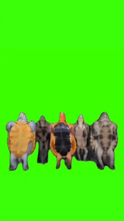 turtle dancing meme