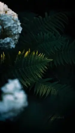 Cinematic Nature 