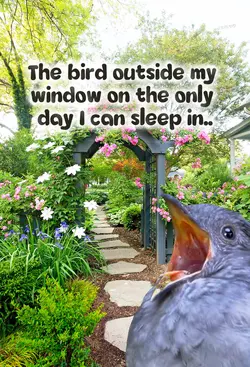 Bird meme funny