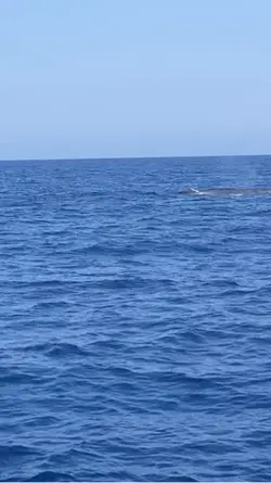 Ralenti cachalot ☺️🐋🙏🏼