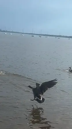 Geese as landed