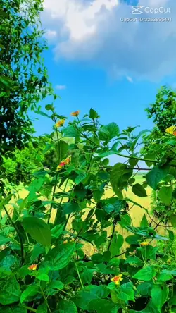 Weather video 