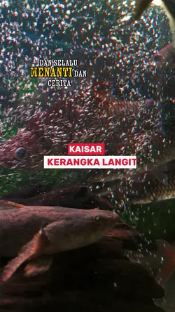 Kaisar
