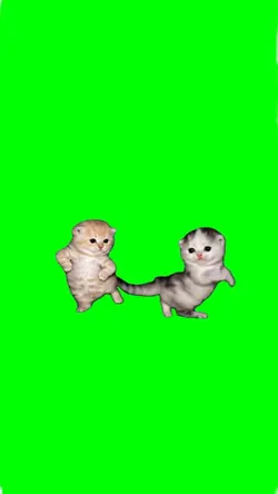 cat dancing meme