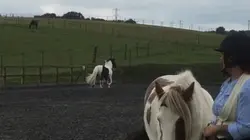 Ponies