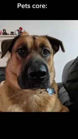 Dogs mentality 