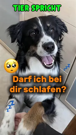 Hund spricht AI