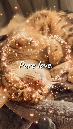 Pure love ❤️🐱