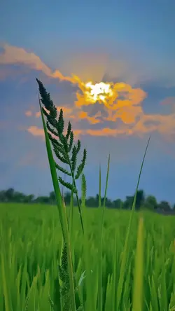 nature aeathetic