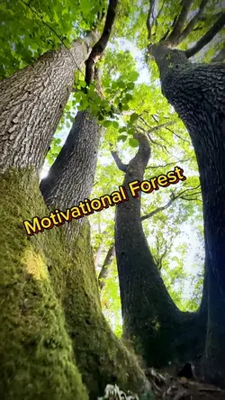 Motivational Forest 