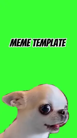 Angry dog 