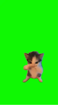 dancing cat