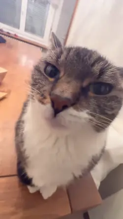 Cat kiss x sayanggg