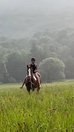A wild mustang ❤️‍🔥