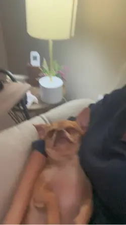 Perros graciosos