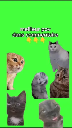 meme chat 