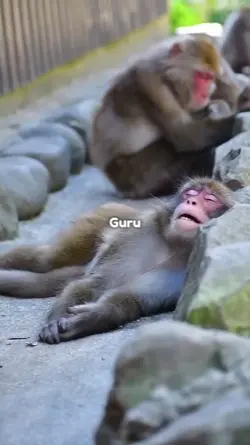 HENTIKAN GURU L