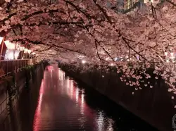 Cherry Blossom ^^