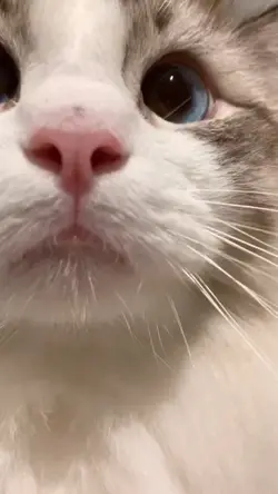 Dinosaur Roar templa