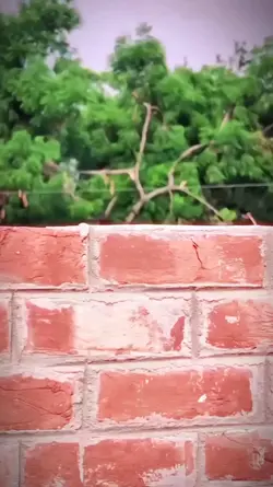 Bhojpuri song 
