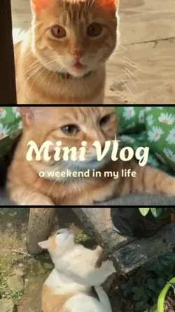 Mini Vlog Cat 