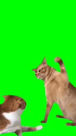 cat hit other cat 